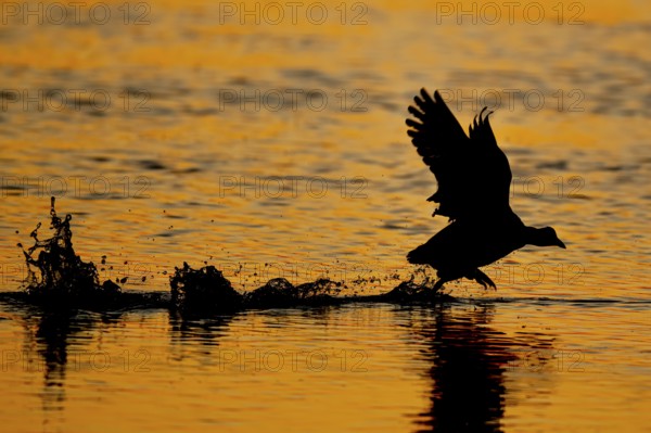 A coot Eurasian Coot (Fulica atra) takes off from the water in the orange-coloured evening backlight in a marshy area, Dümmer nature park Park, Lower Saxony, Germany