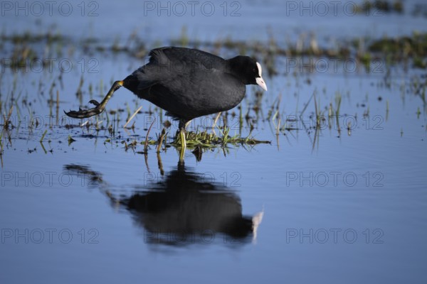 A coot Eurasian Coot (Fulica atra) stands in the water with its reflection visible and stretches out one leg, Dümmer nature park Park, Lower Saxony, Germany