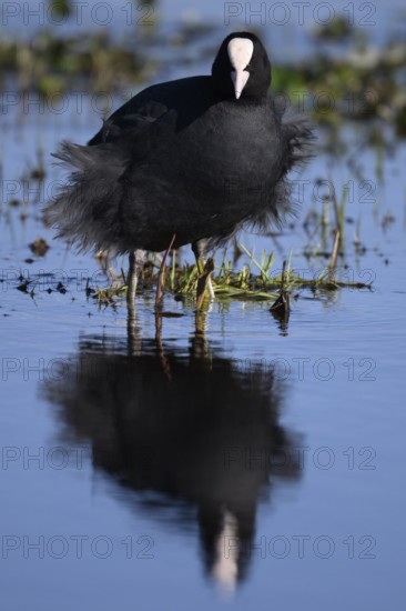 A coot Eurasian Coot (Fulica atra) stands in the water with its reflection visible, surrounded by grasses in a marshy area, Dümmer nature park Park, Lower Saxony, Germany