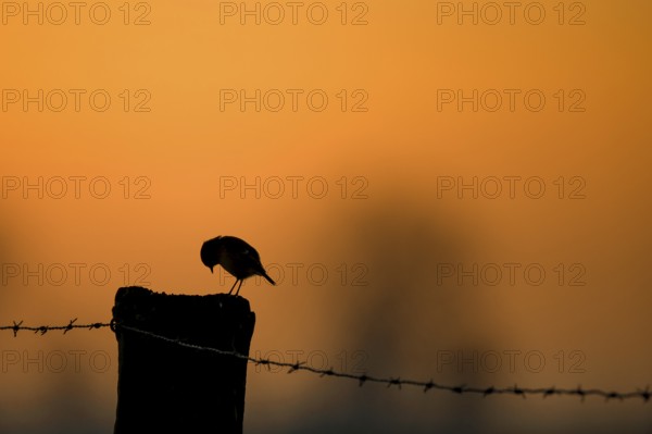 The silhouette of a stonechat (Saxicola rubicola) on a pasture post with barbed wire in front of an orange evening sky framing its silhouette, Dümmer nature park Park, Lower Saxony, Germany