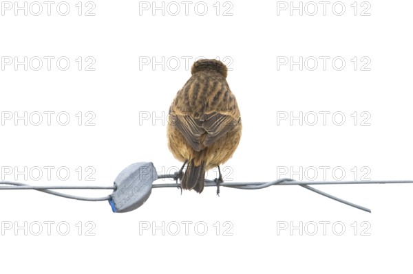 A stonechat (Saxicola rubicola) sitting on a metal wire in front of a blue sky, Dümmer nature park Park, Lower Saxony, Germany