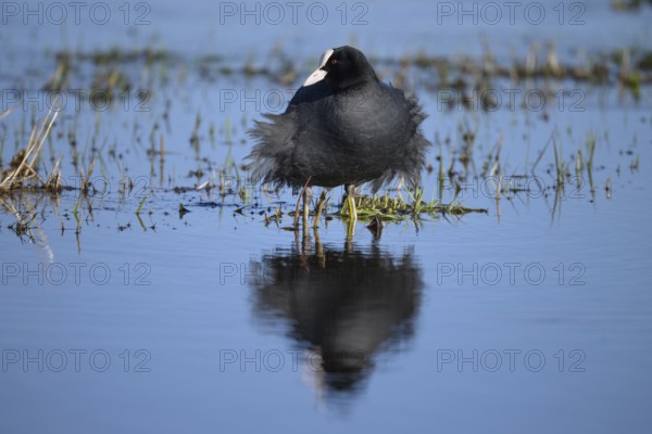 A coot Eurasian Coot (Fulica atra) stands in the water with its reflection visible, surrounded by grasses in a marshy area its plumage is ruffled by the wind, Dümmer nature park Park, Lower Saxony, Germany