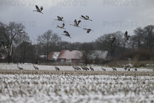 Resting cranes (Grus grus) on a snow-covered maize field in winter, some cranes flying above, Drebber, Lower Saxony, Germany