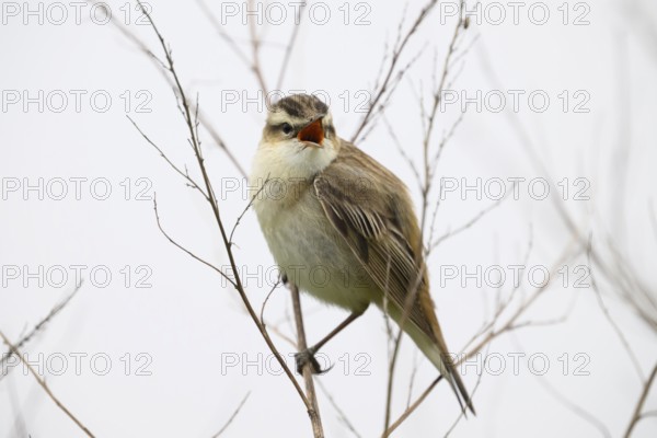 A reed warbler (Acrocephalus schoenobaenus) sits on its perch on bare branches and sings, Dümmer nature park Park, Lower Saxony, Germany