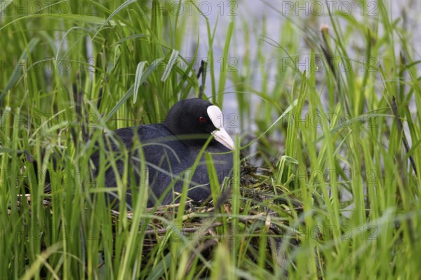 A coot Eurasian Coot (Fulica atra) breeds in a nest of twigs and grass at the edge of a body of water, Dümmer nature park Park, Lower Saxony, Germany