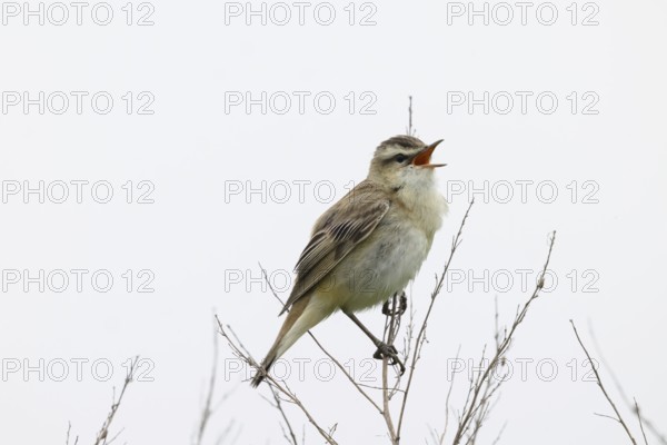 A reed warbler (Acrocephalus schoenobaenus) sits on its perch on bare branches and sings into the air, Dümmer nature park Park, Lower Saxony, Germany