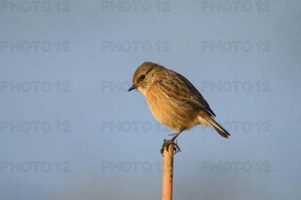 A stonechat (Saxicola rubicola) sitting on a branch against a blue sky, Dümmer nature park Park, Lower Saxony, Germany