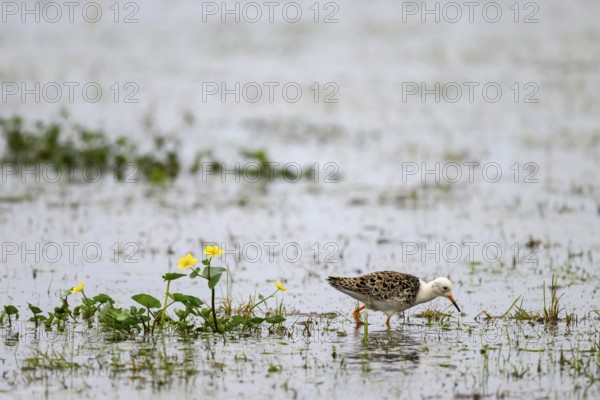 A ruff (Calidris pugnax, Syn.: Philomachus pugnax) stands in the water and is reflected in a peaceful landscape surrounded by grass, Dümmer nature park Park, Lower Saxony, Germany