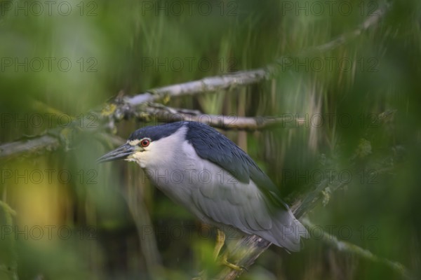 Night heron (Nycticorax nycticorax) hiding in a willow bush, Dümmer nature park Park, Lower Saxony, Germany
