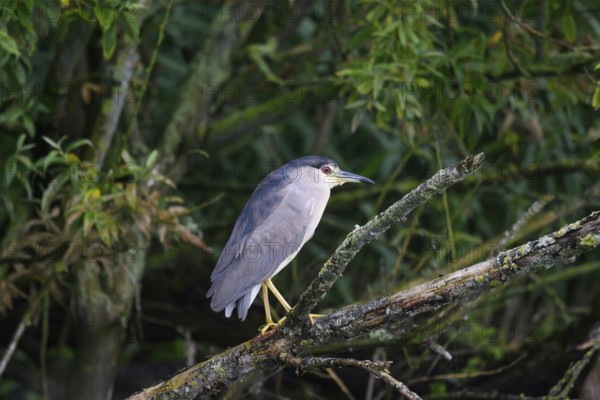 Night heron (Nycticorax nycticorax) on a rotten willow branch, Dümmer nature park Park, Lower Saxony, Germany