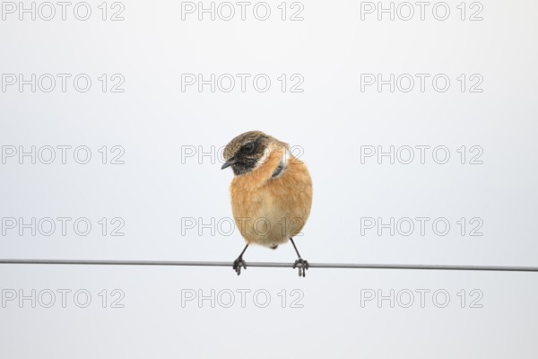 A stonechat (Saxicola rubicola) sitting on a metal wire in front of a blurred background, Dümmer nature park Park, Lower Saxony, Germany