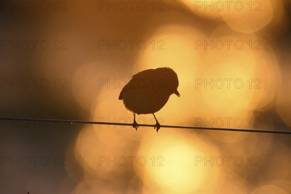 A stonechat (Saxicola rubicola) sits on a metal wire in front of an orange golden evening sky that frames its silhouette, Dümmer nature park Park, Lower Saxony, Germany