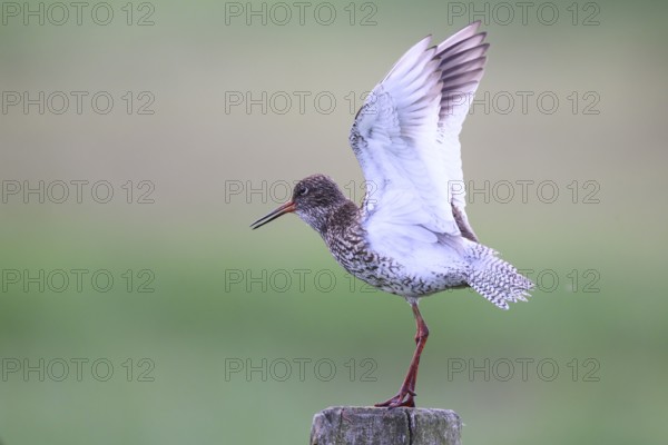 A redshank (Tringa totanus) stands on a wooden post and raises one wing while being observed in a natural environment, Dümmer nature park Park, Lower Saxony, Germany