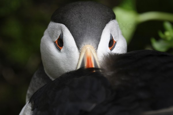A puffin (Fratercula arctica) hiding its beak in its feathers, Hornoya, Vardø, Finnmark, Norway