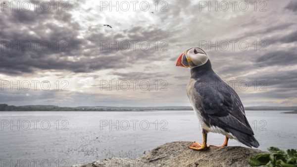 A puffin stands on a cliff overlooking the sea under a cloudy sky at sunset, wide angle view showing the surrounding landscape, Hornoya, Vardø, Finnmark, Norway