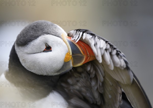 A puffin (Fratercula arctica) cleans its feathers in a close-up that highlights the colours and details of the plumage, Hornoya, Vardø, Finnmark, Norway