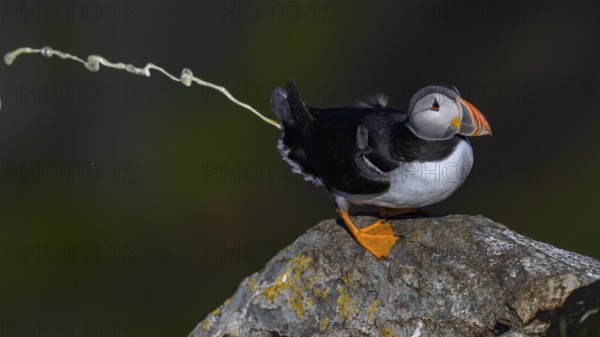 A puffin on a rock in a humorous pose he poops down the rock, his white excrement is visible as a long ray. Vivid colors contrast with natural background, Hornoya, Vardø, Finnmark, Norway