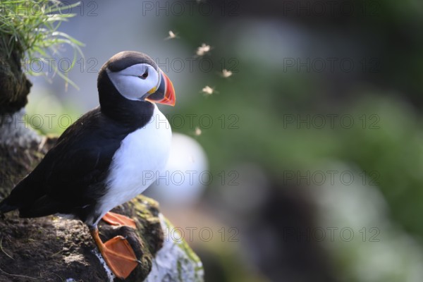 Puffin sitting on rock with green surroundings swarmed by insects in backlight, quiet atmosphere, Hornoya, Vardø, Finnmark, Norway