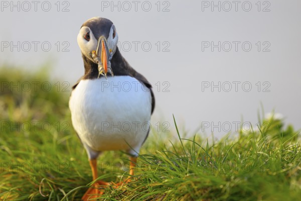 Puffin (Fratercula artica) with fish Sandeel (Ammodytes marinus) in its beak looking attentively at the camera, Hornoya, Vardø, Finnmark, Norway