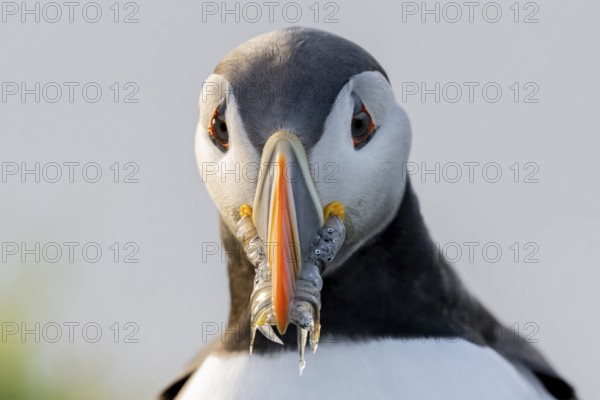 Frontal view of a puffin (Fratercula artica) with a sandeel (Ammodytes marinus) in its beak, looking attentively at the camera, Hornoya, Vardø, Finnmark, Norway