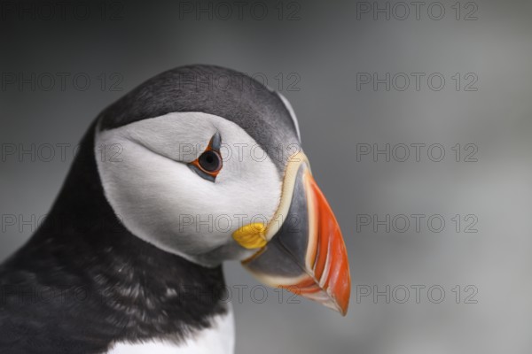 Close-up of a puffin (Fratercula artica) with a distinctive colourful beak against a grey background, Hornoya, Vardø, Finnmark, Norway