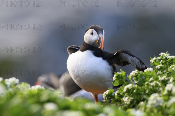 A puffin (Fratercula arctica) stands with outstretched wings on a green meadow with flowers in the foreground, Hornoya, Vardø, Finnmark, Norway