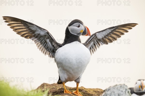 A puffin (Fratercula arctica) with outstretched wings standing on a rock against a white background, Hornoya, Vardø, Finnmark, Norway