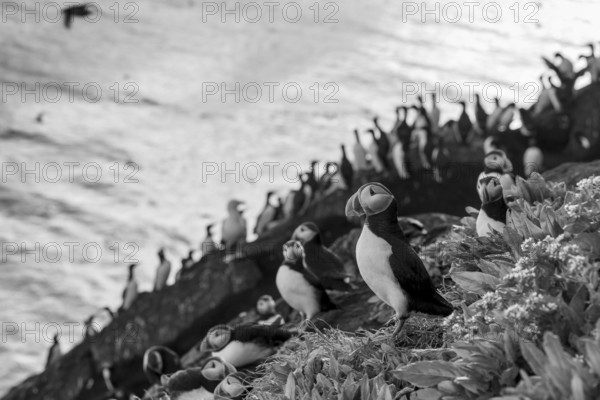 Puffin (Fratercula arctica) sitting on a rock in a black and white photograph with sea view in the background numerous guillemots (Uria algae), Hornoya, Vardø, Finnmark, Norway