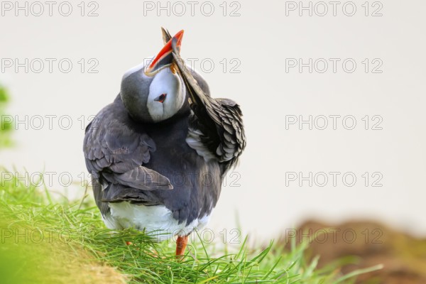 A puffin (Fratercula arctica) preening its wings against a white background, Hornoya, Vardø, Finnmark, Norway