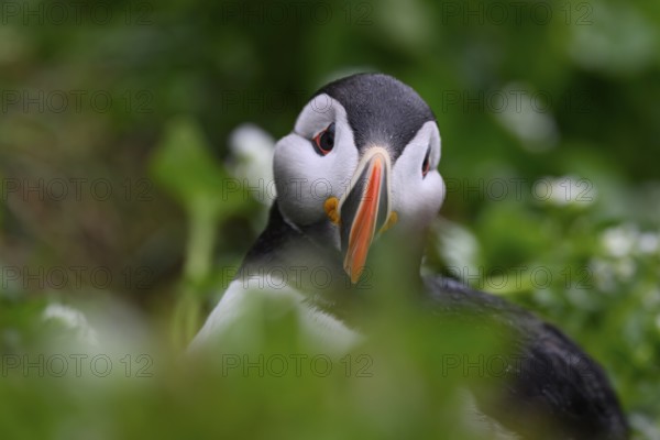 A puffin (Fratercula arctica) portrait in a close-up against a blurred green background that brings out the colours and details of the plumage, Hornoya, Vardø, Finnmark, Norway