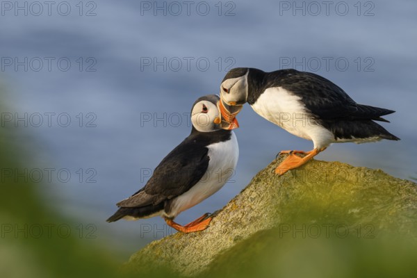Two puffins (Fratercula arctica) show their bond as a pair by beaking, Hornoya, Vardø, Finnmark, Norway