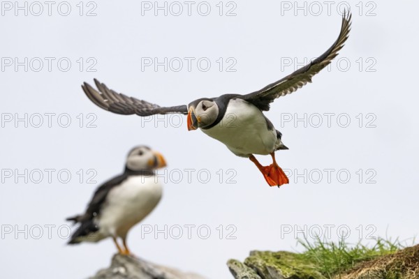 A puffin (Fratercula arctica) flies over a cliff while another watches, Hornoya, Vardö, Finnmark, Norway