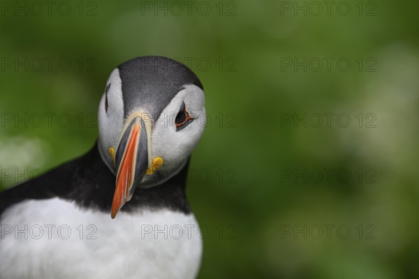 A puffin (Fratercula arctica) in portrait, close-up highlighting the colours and details of the plumage against a blurred soft green background, Hornoya, Vardø, Finnmark, Norway