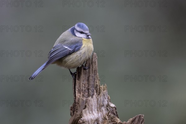 Blue tit (Parus caerulea), Emsland, Lower Saxony, Germany