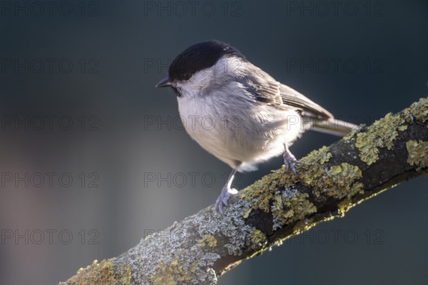 Marsh tit (Poecile palustris), Emsland, Lower Saxony, Germany