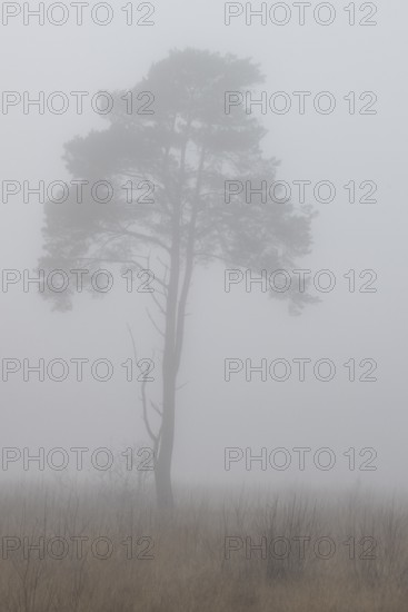 Pine (Pinus sylvestris) in the fog in the moor, Emsland, Lower Saxony, Germany