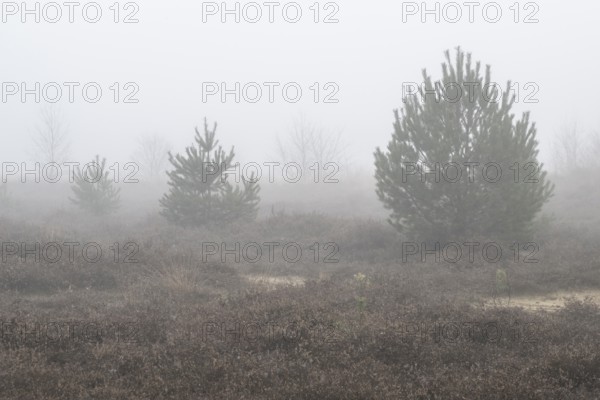 Pine trees (Pinus sylvestris) in the fog in the moor, Emsland, Lower Saxony, Germany