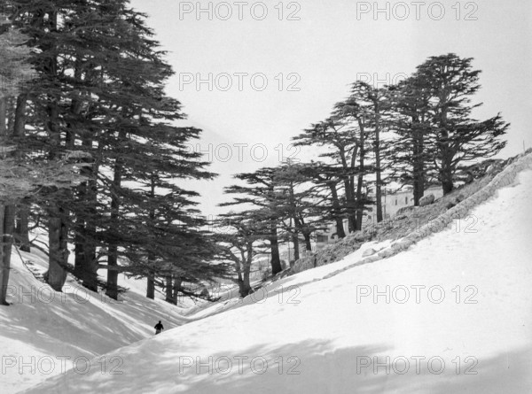 Cedars Ski Resort, Bsharri, Kadisha Valley of Bsharre, Lebanon, Middle East c 1956 Cedars of God ancient cedar trees, Arz el-Rab, UNESCO site