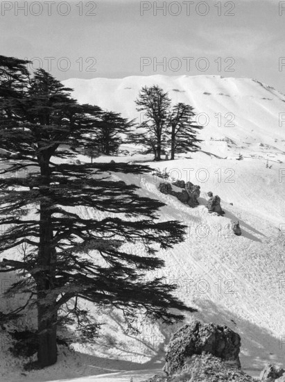 Cedars Ski Resort, Bsharri, Kadisha Valley of Bsharre, Lebanon, Middle East c 1956 Cedars of God ancient cedar trees, Arz el-Rab, UNESCO site
