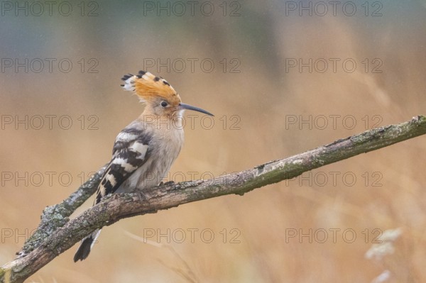 Hoopoe (Upupa epopa) Hungary