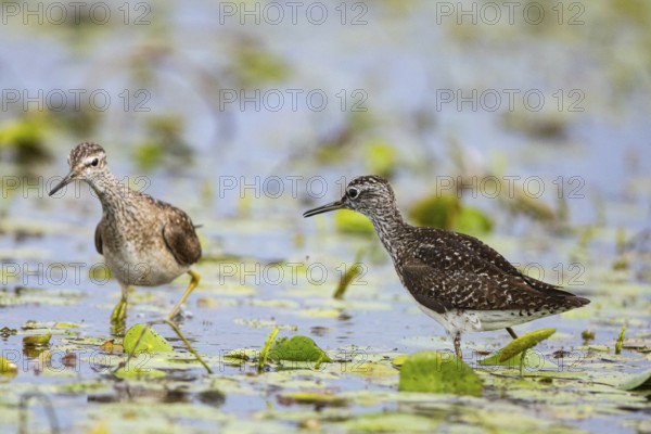 Spotted Redshank (Tringa erythropus) Hungary
