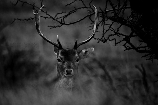 A fallow deer (Dama dama) with majestic antlers Black and white photograph, Amsterdamse Waterleidingduinen, Zandvoort, Noord-Holland, NetherlandsAmsterdamse Waterleidingduinen, Zandvoort, Noord-Holland, Netherlands