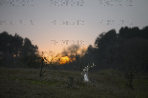 A fallow deer (Dama dama) with majestic antlers sits in a clearing in the last evening light at sunset, Amsterdamse Waterleidingduinen, Zandvoort, Noord-Holland, NetherlandsAmsterdamse Waterleidingduinen, Zandvoort, Noord-Holland, Netherlands