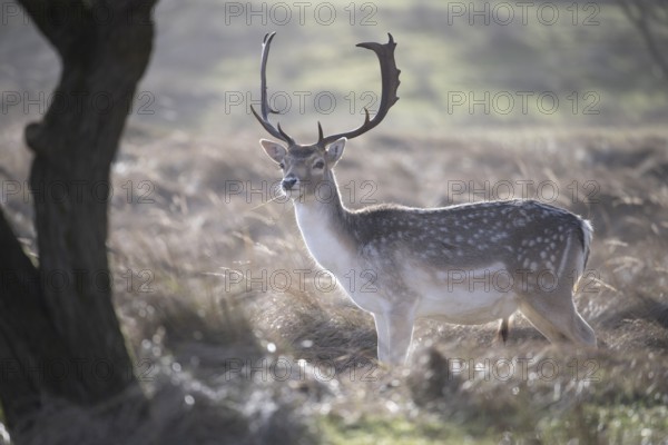 A fallow deer (Dama dama) with majestic antlers stands in a light-flooded meadow and enjoys the morning atmosphere, Amsterdamse Waterleidingduinen, Zandvoort, Noord-Holland, Netherlands