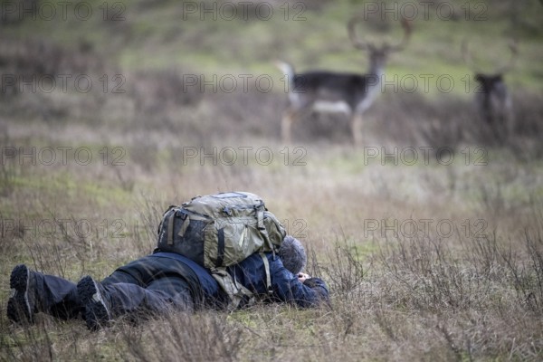 A photographer lies in a meadow and observes two fallow deer (Dama dama) in a natural environment, Amsterdamse Waterleidingduinen, Zandvoort, Noord-Holland, Netherlands