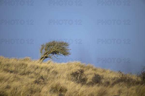 A lonely tree bush leaning in the wind on a grassy slope under clear blue sky, Amsterdamse Waterleidingduinen, Zandvoort, Noord-Holland, the Netherlands