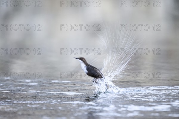 A dipper (Cinclus cinclus) flies up from the water of a stream, splashing a lot of water upwards, East Westphalia, North Rhine-Westphalia, Germany
