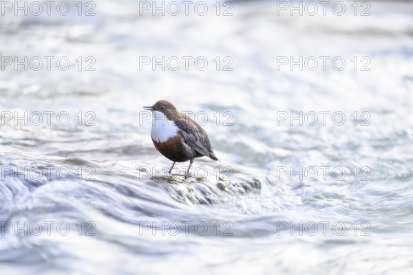 A dipper (Cinclus cinclus) sits singing in the flowing water of a river, East Westphalia, North Rhine-Westphalia, Germany
