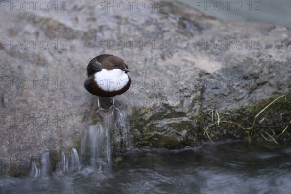 A dipper (Cinclus cinclus) sits relaxed on a rock at the edge of a river, surrounded by calm water, East Westphalia, North Rhine-Westphalia, Germany