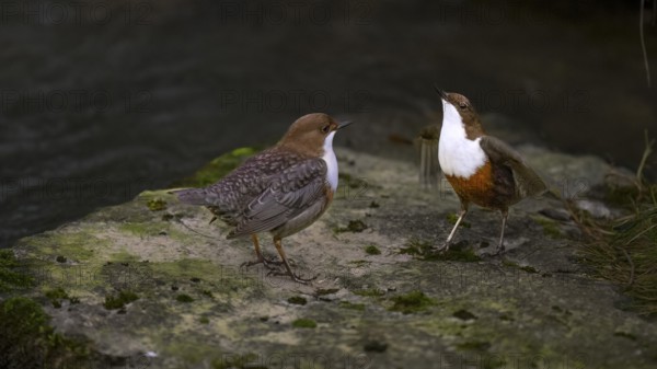 Two dippers (Cinclus cinclus) balancing on a rock in the river, one bird has spread its wings, East Westphalia, North Rhine-Westphalia, Germany